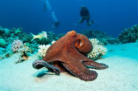 Octopuses sometimes punch fish out of spite, scientists say | The Independent