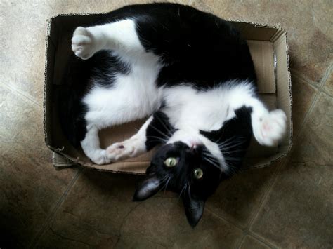 60 Smart Cats Who Prove Cardboard Boxes Are Better Than Any Silly Bed