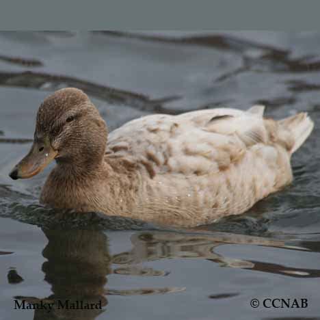 Manky Mallard (Anas platyrhynchos) - North American Domesticated Ducks ...