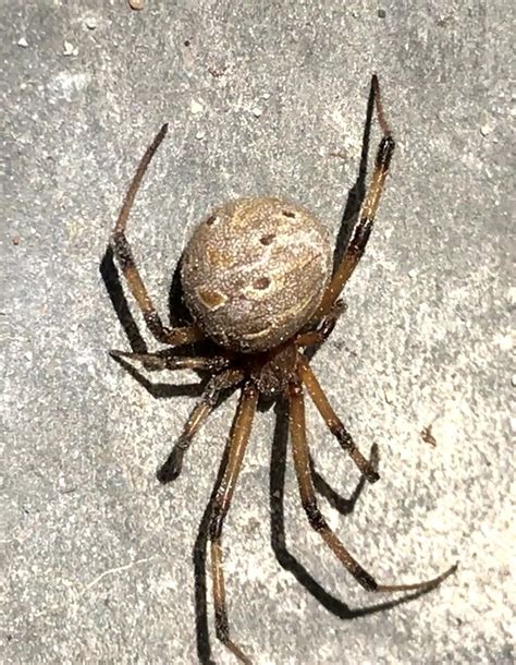 Latrodectus geometricus (Brown Widow Spider) in N/A, Afghanistan