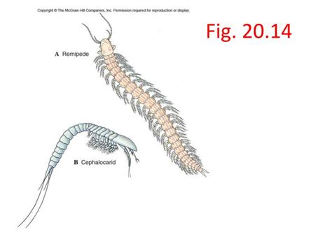 PPT - Phylum Arthropoda – Phylum and Subphyla Characteristics PowerPoint Presentation - ID:2910458