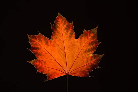 Maple Leaves in Fall - Steven Vandervelde Photography