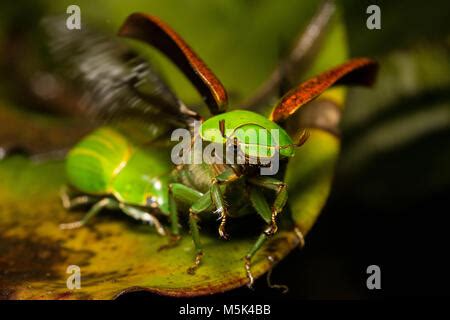 flying green scarab beetle Stock Photo - Alamy