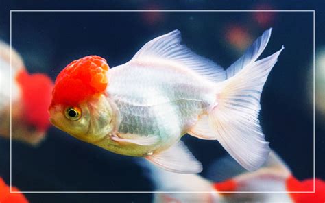 15 Amazing Types of Goldfish (With Pictures)