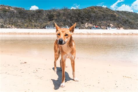 Dingo-Proof Fence Guide for K'gari (Fraser Island) - Fraser-Tours.com