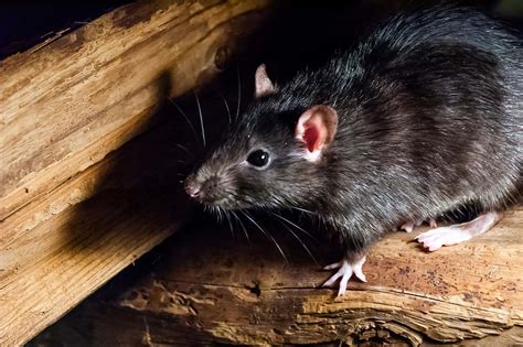 What Does A Rat Exterminator Do? | Critter Control Of Lake County