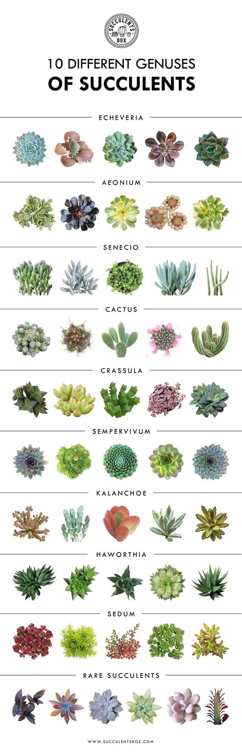 Types Of Succulents Indoor | Types Of Succulent Plant