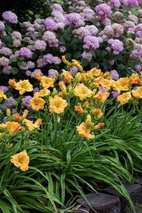 Daylily Care: Complete Guide for Beautiful Daylilies | Garden Design