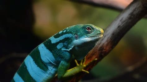 "Fiji Banded Iguana" Images – Browse 378 Stock Photos, Vectors, and Video | Adobe Stock