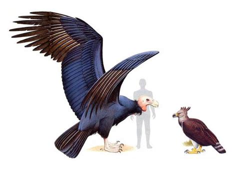 Argentavis - the largest bird in the history | DinoAnimals.com