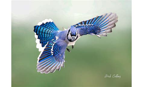 Blue Jay Bird Flying