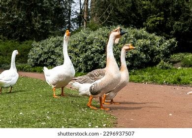 African Domestic Goose Rhine Domestic Goose Stock Photo 2296937515 | Shutterstock