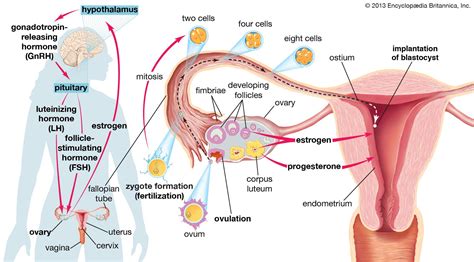 Ovulation | Physiology, Hormones & Fertility | Britannica