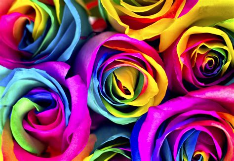 Flowers to dye for: How to make rainbow roses | Jewish Journal