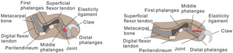 Anatomy structure of cat claws: (a) retract claw and (b) protract claw ...