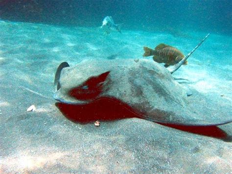 Bat Ray – "OCEAN TREASURES" Memorial Library