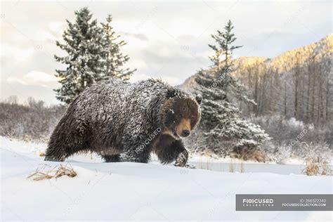 Grizzly bear in the snow at wild nature — danger, travel - Stock Photo | #266522340