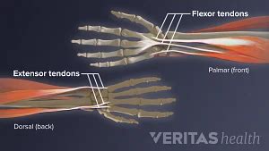 Soft Tissues of the Wrist | Sports-health