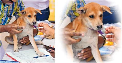 Adopt a pet, head to Kochi camp | Ernakulam News | Manorama English