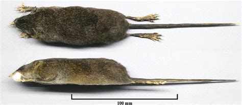 Biologists Find New Species of Enigmatic Hero Shrew in Congo | Sci.News