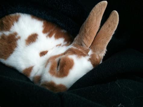 158 best Sleeping bunnies images on Pinterest | Rabbits, Bunnies and ...