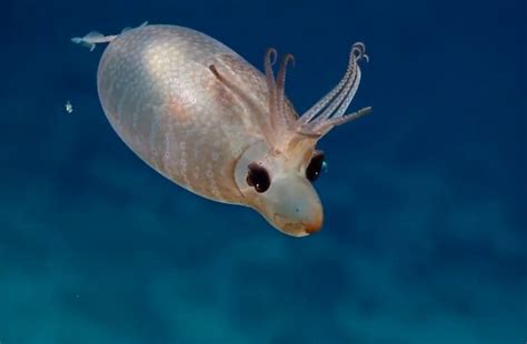 This Bloated 'Piglet Squid' Is Way Cuter Than a Real Piglet | Live Science