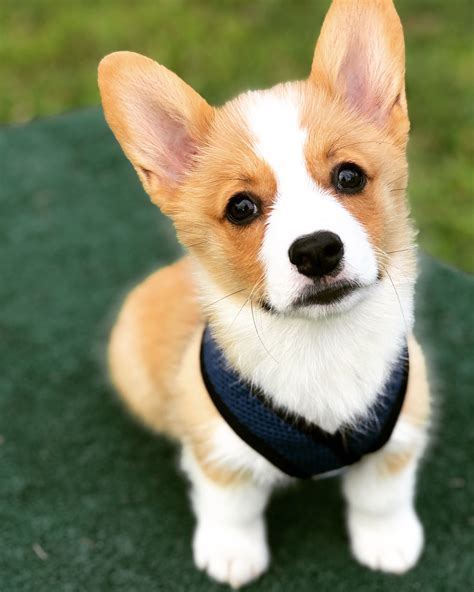 Corgi puppy | Cute animal photos, Corgi, Cute dogs