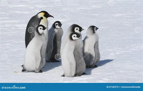 Emperor Penguin Family Royalty Free Stock Photo - Image: 8736975