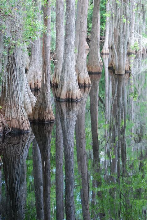 Wetland Trees, Tallahassee, FL