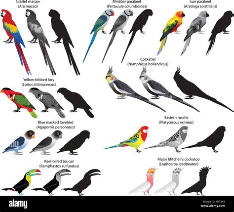 Collection of different species of parrots. Colour and black-and-white vector Stock Vector Image ...