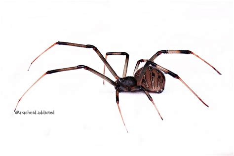 Latrodectus geometricus. | Arachnoboards