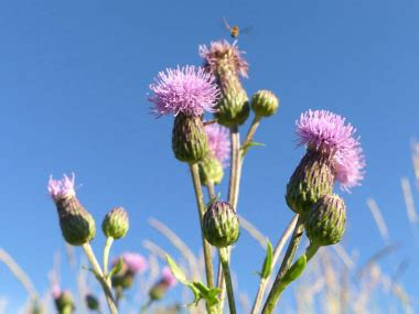 Canada Thistle: Pictures, Flowers, Leaves & Identification | Cirsium arvense