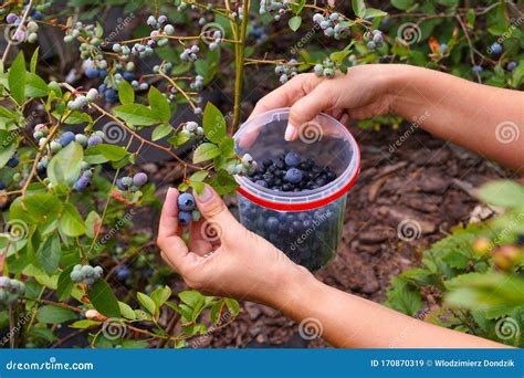 Blueberry Plantation Highbush. Manual Harvesting of Ripening Fruit into Plastic Containers Stock ...