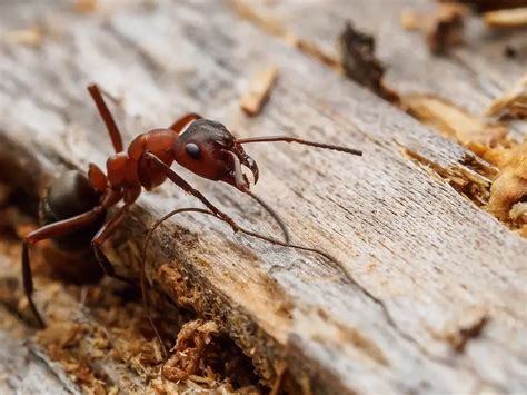 Carpenter ant bait tips and tricks - Pest Control Tips and Advice