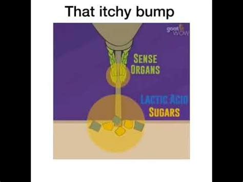 that itchy Bump MOSQUITO BITE! - YouTube