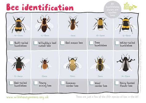 Bee Identification Guide | Milton Keynes Natural History Society