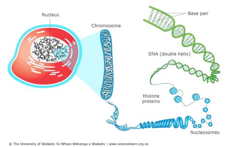 DNA, chromosomes and gene expression — Science Learning Hub