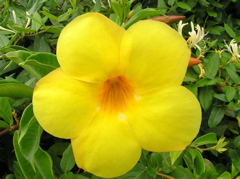 File:Bright yellow flower.jpg - Wikimedia Commons