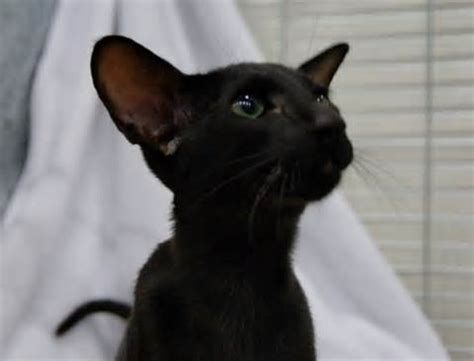 Black Siamese Cat - The Colors of the Siamese Cat | Siamese Cats And ...