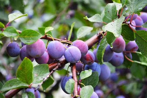 Plum Tree Diseases - What to Watch for and How to Protect Your Plum Tree - Minneopa Orchards