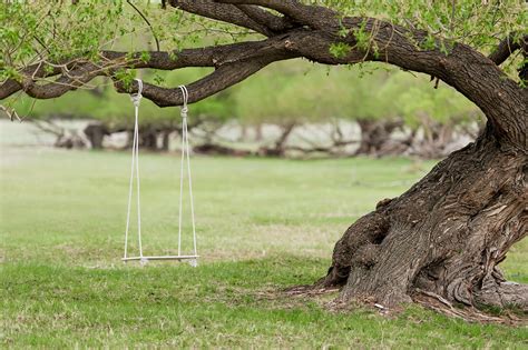 Commonly Asked Questions About Adult Tree Swings | Games & Play