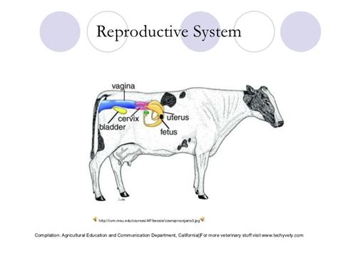 Female Reproductive System Of Cow Diagram Estrous Cycle Lear