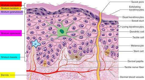 Epidermis - 5 Layers of Epidermis, Outermost Layer & Function