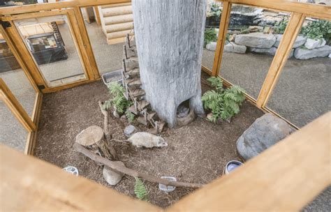 Nature center debuts new opossum habitat