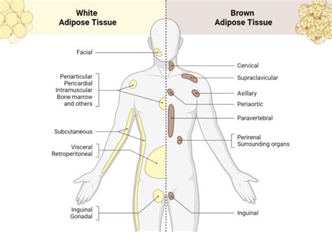 Endocrine Function Of Adipose Tissue - My Endo Consult