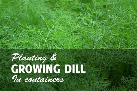 Growing Dill in Pots Is Ridiculously Simple - GardenHugs.com