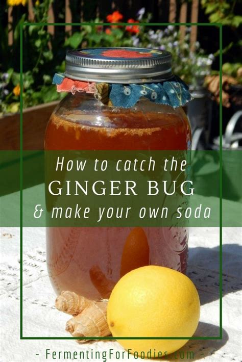 Catch the ginger bug starter to make homemade soda, ginger beer and ginger ale! | Homemade ...