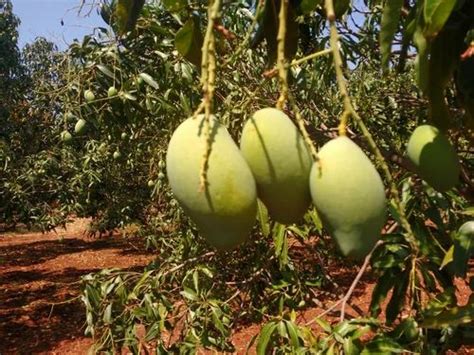 Producers of Mallika Mangoes & Banganapalli Mangoes by Sunil Mango Orchard & Agro Services, Bidar