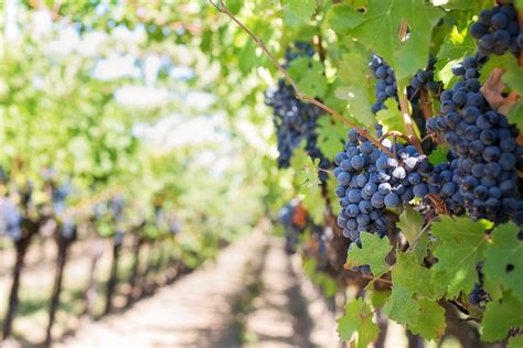 Free photo: Grapes on Vineyard during Daytime - Berries, Blur, Blurry ...