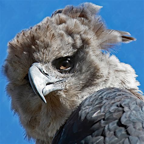 Harpy Eagle | Rainforest Animals